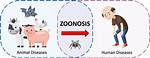 How Does Zoonoses Occur?