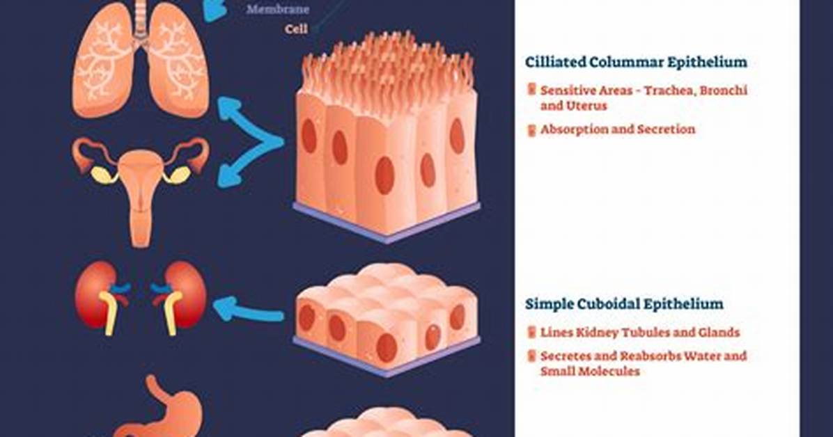 How Epithelial Tissue Work?