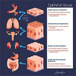 How Epithelial Tissue Work?