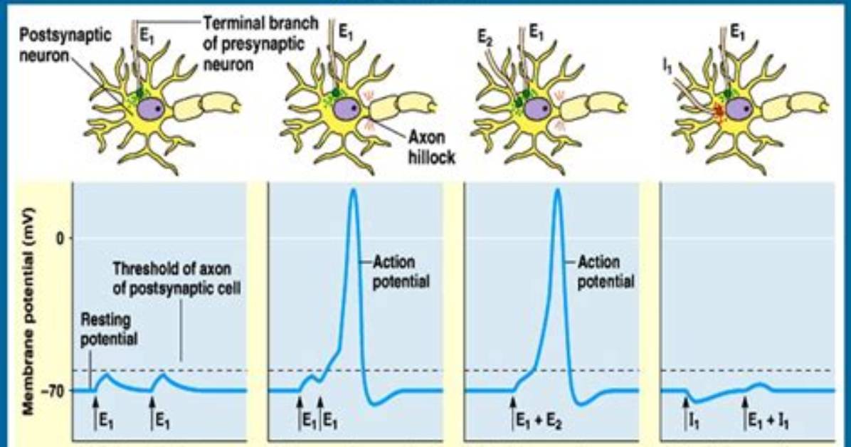 How Excitatory Postsynaptic Potentials?