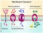 How Facilitated Diffusion Is Different from Active Transport?