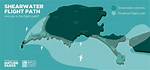 How Far Do Shearwaters Fly?