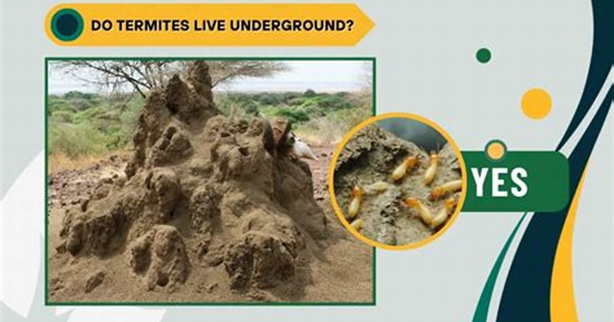 How Far Down Do Termites Live