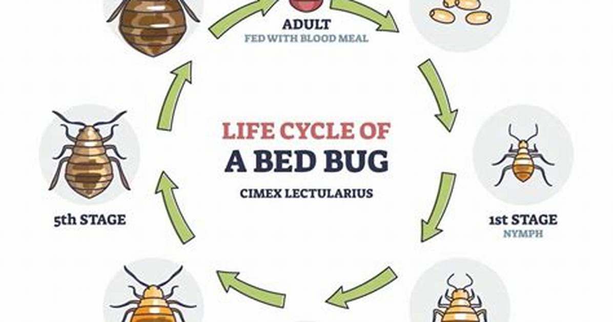 How Fast Do Bed Bugs Multiply?