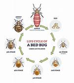 How Fast Do Bed Bugs Multiply?