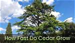 How Fast Do Cedars Grow?