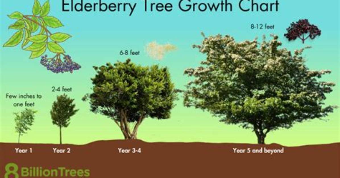 How Fast Do Elder Trees Grow?
