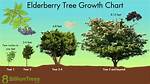 How Fast Do Elder Trees Grow?