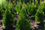 How Fast Do Emerald Cedars Grow?