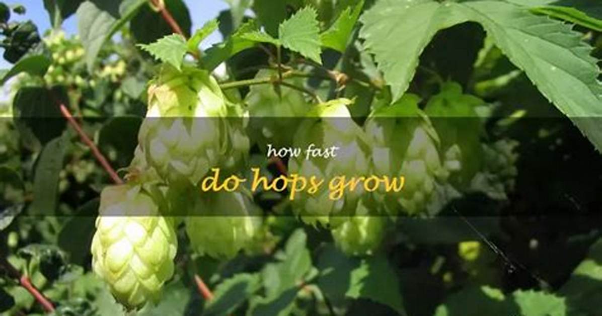 How Fast Do Hops Grow