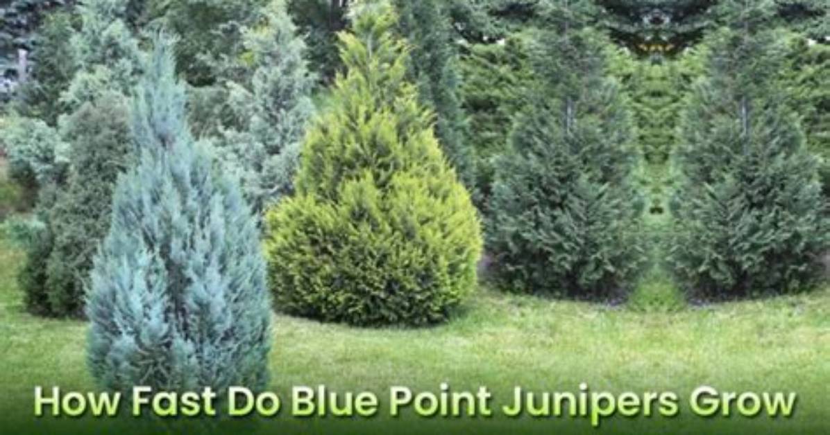 How Fast Do Junipers Grow