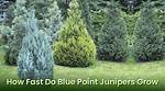 How Fast Do Junipers Grow