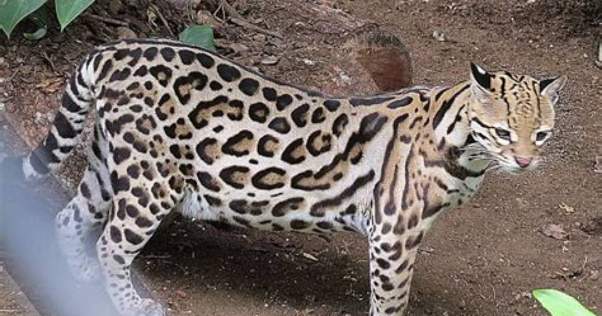 How Fast Do Ocelots Run