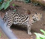 How Fast Do Ocelots Run
