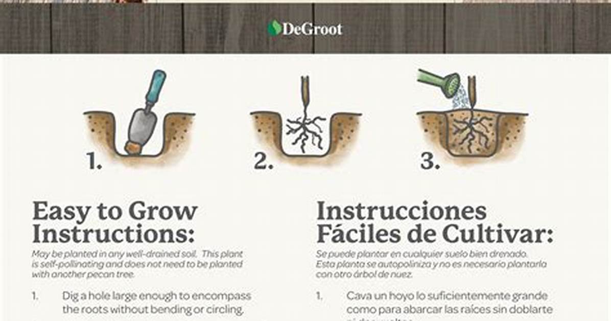 How Fast Do Pecans Grow