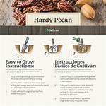 How Fast Do Pecans Grow