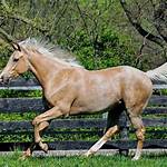 How Fast Do Thoroughbreds Run?
