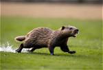 How Fast Does a Beaver Run