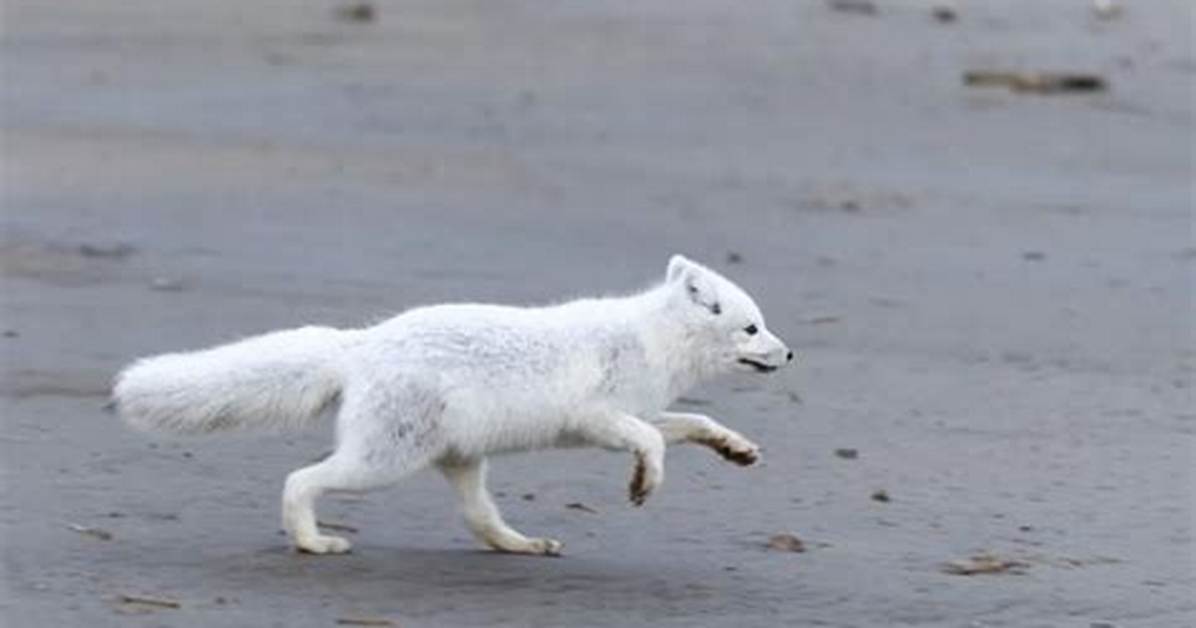 How Fast Does a Fox Run