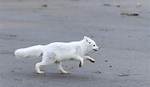How Fast Does a Fox Run