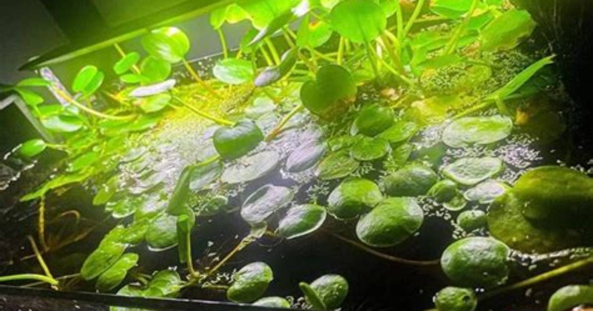 How Fast Does Amazon Frogbit Grow?