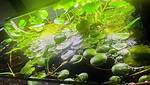 How Fast Does Amazon Frogbit Grow?