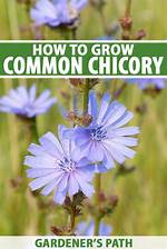 How Fast Does Chicory Grow?