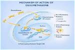 How Fast Does Dexamethasone Work?