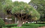 How Fast Does Dragon Tree Grow