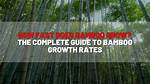 How Fast Does Dwarf Bamboo Grow?
