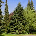 How Fast Does Eastern Hemlock Grow