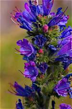 How Fast Does Echium Grow