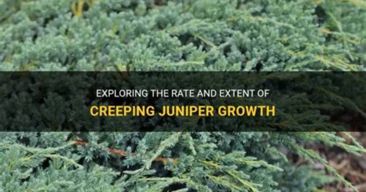 How Fast Does Juniper Spread?