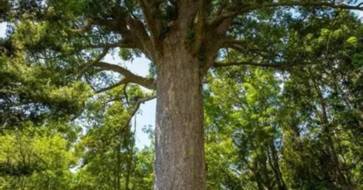 How Fast Does Kauri Grow
