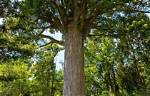 How Fast Does Kauri Grow