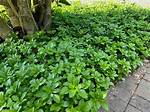 How Fast Does Pachysandra Spread?