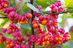 How Fast Does Spindle Tree Grow?
