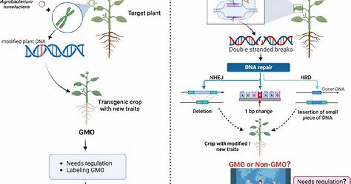 How Gmos Are Created? | Contextresponse. Com