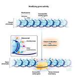 How Histone Modifications Regulate Gene Expression?