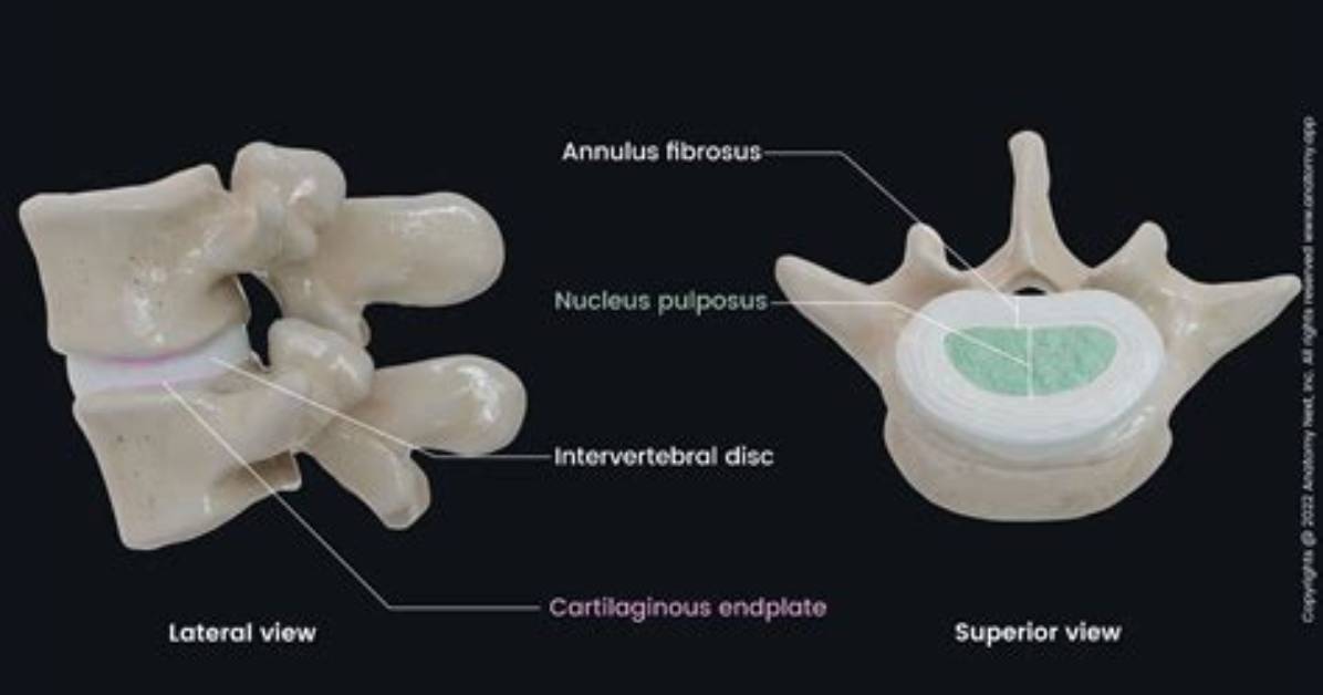 How Intervertebral Discs Work?