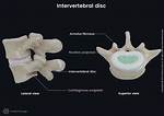 How Intervertebral Discs Work?