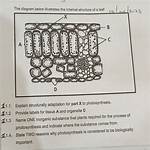 How Is a Leaf Structurally Adapted for Its Function