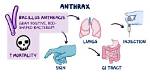 How Is Anthrax Transmitted?