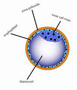 How Is Blastocoel Created?