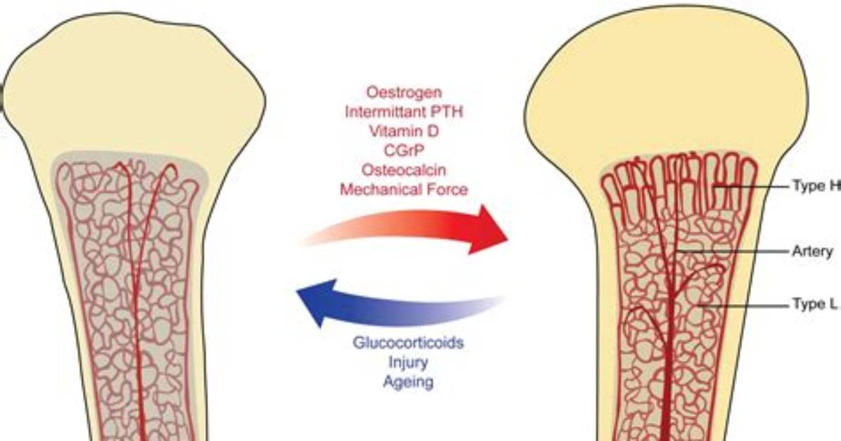How Is Bone Vascularized?