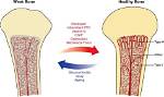 How Is Bone Vascularized?