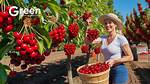 How Is Cherry Processed
