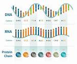 How Is Dna Coded?