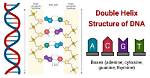 How Is Dna Composed?