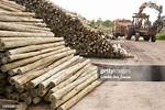How Is Eucalyptus Treated
